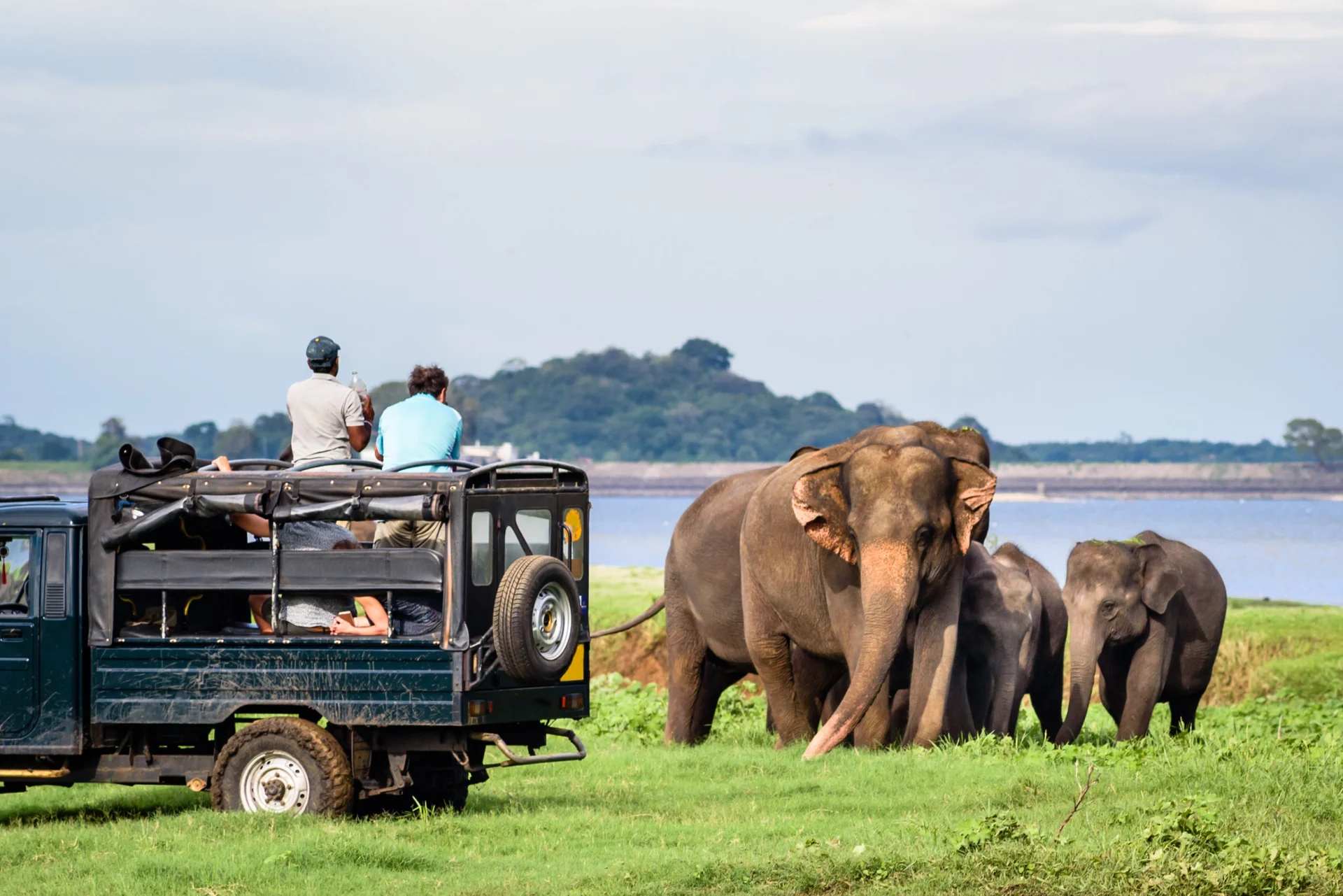 Wildlife Safari Tour